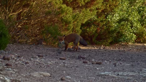 Telephoto-shot-of-red-Fox-digs-stolen-food-underground-then-hides-in-bushes