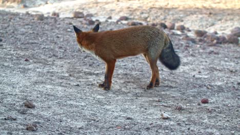 Tracking-shot-of-Red-Fox-smelling-search-for-dug-food-in-rocky-terrain
