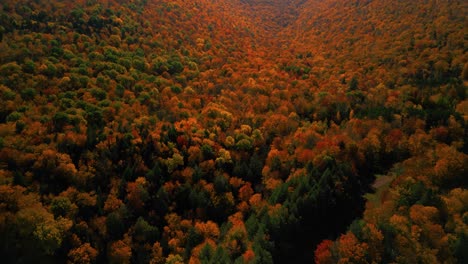 Aerial-drone-view-of-shocking-fall-foliage-of-forest-trees-in-Catskill-Mountains---scenic-outdoors-in-Upstate-New-York