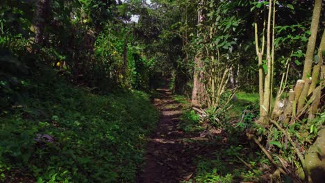 A-cold-green-path-in-Fusagasuga,-Colombia