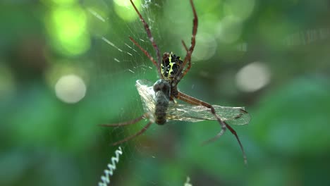 Eine-Spinne-Webt-Ein-Netz-Und-Sitzt-Darauf-Und-Wartet-Auf-Beute