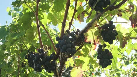 Shot-of-some-red-wine-grapes-on-a-vineyard-in-Cantabrian,-Spain,-with-a-flare-of-the-sun