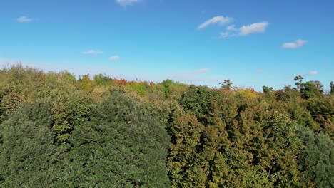 Grün-Und-Braun-Gefärbte-Baumgrenze-Mit-Blauem-Himmelshintergrund