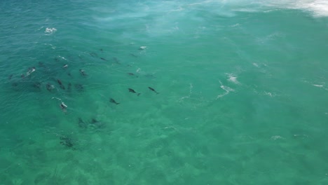 Drohnenaufnahmen-Aus-Der-Luft-Einer-Gruppe-Delfine,-Die-Sich-In-Den-Klaren,-Türkisfarbenen-Gewässern-Westaustraliens-Entspannen