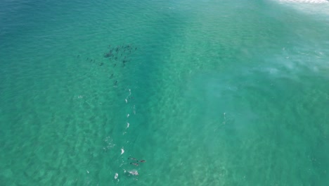 Grupo-De-Delfines-Disfrutando-De-Las-Aguas-Cristalinas-De-Albany,-Australia-Occidental