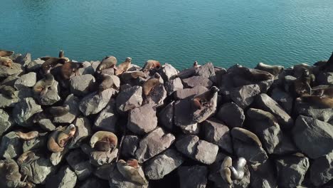 seals-on-large-breakwater-rocks
