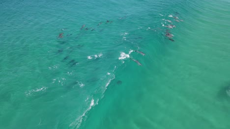 Imágenes-Aéreas-De-Drones-De-Una-Manada-De-Delfines-Montando-Olas-En-Albany,-Australia-Occidental
