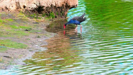 Pájaro-Salvaje-Jugando-En-El-Agua.-AVE-Rara