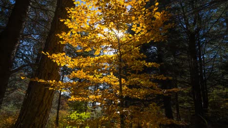 Gleitender-Zeitraffer-Der-Sonne,-Die-Im-Herbst-Durch-Einen-Mit-Orangenblättern-Gefüllten-Baum-Scheint