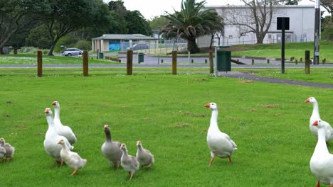 gosling-running-away,-gooses-across-park.