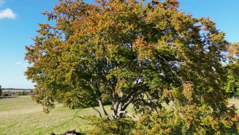 Autumn-coloured-tree-crane-up-shot-with-blue-skies-and-white-clouds