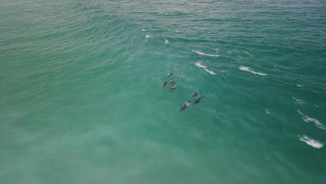 Aerial-drone-footage-of-a-Small-pod-of-dolphins-including-a-Mother-and-baby-dolphin-in-Albany-Western-Australia-Pt5