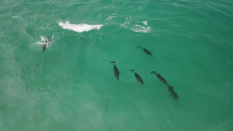 Imágenes-Aéreas-De-Drones-De-Una-Pequeña-Manada-De-Delfines,-Incluida-Una-Madre-Y-Un-Delfín-Bebé-En-Albany,-Australia-Occidental,-Pt4