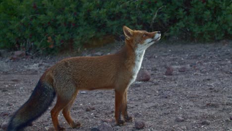 Adorable-full-shot-of-red-Fox-with-big-fluffy-tail-looking-up-for-food,-day
