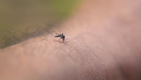 Mückenstiche-Verursachen-Krankheiten-Wie-Dengue-Und-Malaria