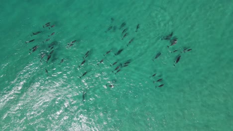 Topdown-Aerial-drone-footage-of-a-Pod-of-dolphins-relaxing-in-the-clear-turquoise-waters-of-Western-Australia