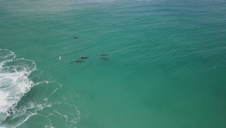 Imágenes-Aéreas-De-Drones-De-Una-Pequeña-Manada-De-Delfines,-Incluida-Una-Madre-Y-Un-Delfín-Bebé-En-Albany,-Australia-Occidental,-Pt2