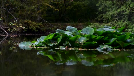Leaves-floating-on-'The-Lake',-Epping,-London,-United-Kingdom