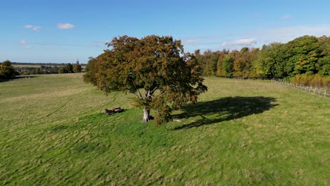 A-lone-standing-tree-with-its-Autumn-coloured-leaves-dolly-forward