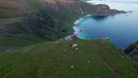 Famous-Hoyvika-beach-during-summer-with-sheep-chilling-on-a-ridge,-Andoya,-Vesteralen,-Northern-Norway
