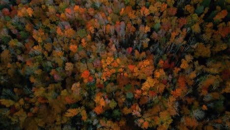 Beautiful-fall-colors-in-forest-canopy---aerial-view,-Catskills,-NY