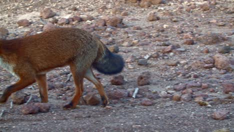 Full-shot-of-Red-Fox-yawns-in-rocky-dry-terrain,-tracking-shot,-slow-motion