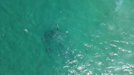 Imágenes-Aéreas-De-Drones-De-Arriba-Hacia-Abajo-De-Una-Manada-De-Delfines-Relajándose-En-Las-Claras-Aguas-Turquesas-De-Albany,-Australia-Occidental