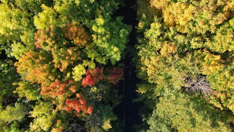 Vogelperspektive-Des-Herbstbaums,-Der-Im-Wind-Weht,-Mit-Einer-Dazwischen-Verlaufenden-Straße