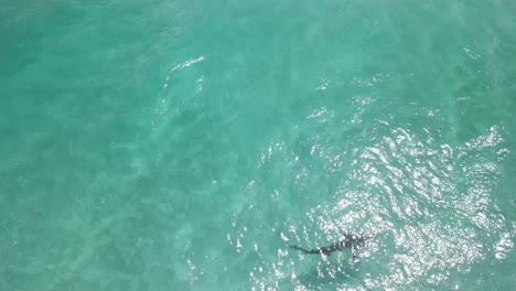 Aerial-drone-footage-of-a-shark-in-the-clear-waters-of-Albany-Western-Australia-Pt4