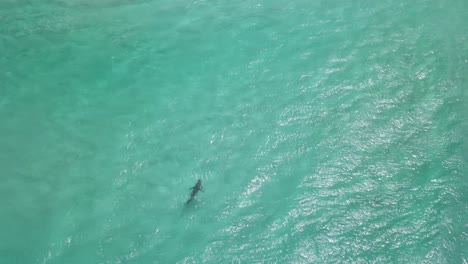 Aerial-drone-footage-of-a-shark-in-the-clear-waters-of-Albany-Western-Australia-Pt3