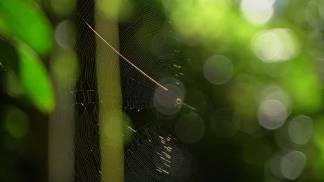 Eine-Spinne-Webt-Ein-Netz-Und-Sitzt-Darauf-Und-Wartet-Auf-Beute