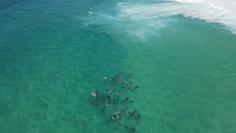 Grupo-De-Delfines-Surfeando-En-Las-Aguas-Cristalinas-De-Albany,-Australia-Occidental
