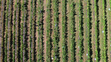 Aerial-view-from-above-a-vineyard-with-people-harvesting-in-Cantabrian,-Spain