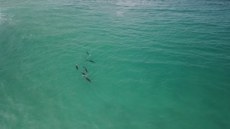 Imágenes-Aéreas-De-Drones-De-Un-Tiburón-En-Las-Aguas-Cristalinas-De-Albany,-Australia-Occidental,-Pt2