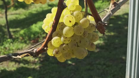 Close-up-shot-of-some-white-wine-grapes-in-the-vineyard-in-the-small-village-of-Cantabrian,-Spain