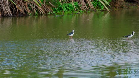 Pájaro-Salvaje-Jugando-En-El-Agua.-Ave-Recurvirostridae