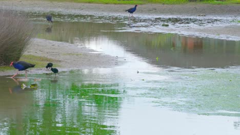 Pájaros-Pukekos-En-Nueva-Zelanda-A-Través-Del-Agua