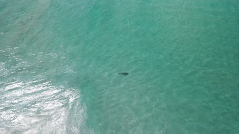 Drohnenaufnahmen-Aus-Der-Luft-Eines-Hais-In-Den-Klaren-Gewässern-Von-Albany,-Westaustralien