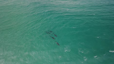Imágenes-Aéreas-De-Drones-De-Una-Pequeña-Manada-De-Delfines,-Incluida-Una-Madre-Y-Un-Delfín-Bebé-En-Albany,-Australia-Occidental