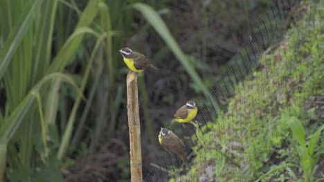 three-yellow-white-crowned-birds-on-a-stick-and-fence-colombia-slow-sparrow
