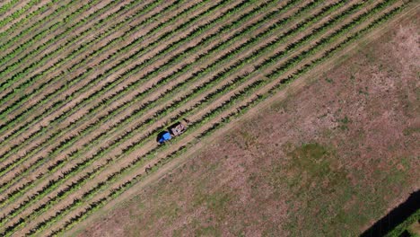 Aerial-view-of-a-vineyard-with-a-tractor-harvesting-in-a-village-in-Cantabrian,-Spain