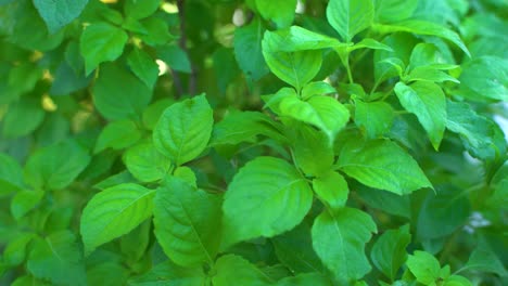 Ram-tulsi-leaf-juice-is-a-very-useful-Ayurvedic-medicine-for-cold-and-cough