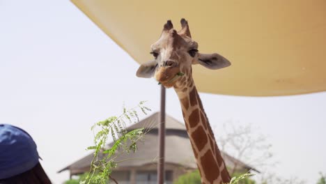 A-Giraffe-enjoying-its-food
