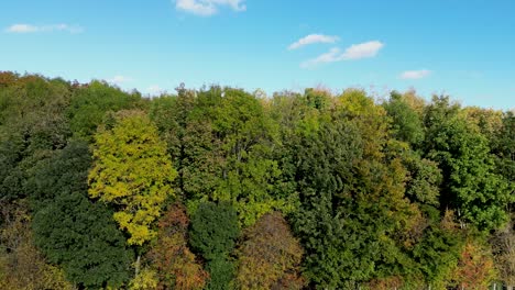 Eine-Reihe-Herbstlich-Gefärbter-Bäume-Mit-Tiefblauem-Himmel-Dolly-Rechts
