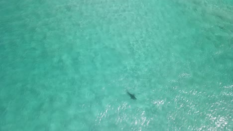 Aerial-drone-footage-of-a-shark-in-the-clear-waters-of-Albany-Western-Australia-Pt4