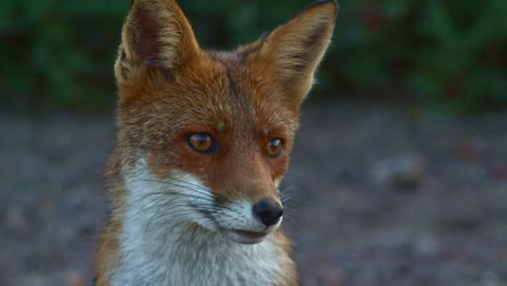 Closeup-portrait-of-beautiful-Red-Fox-looking-around,-golden-hour,-static,-slomo