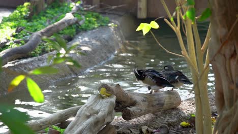 Eine-Entenfamilie,-Die-Sich-Ausruht-Und-Schwimmt