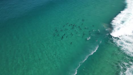 Imágenes-Aéreas-De-Drones-De-Una-Manada-De-Delfines-Montando-Olas-En-Albany,-Australia-Occidental,-Parte-2