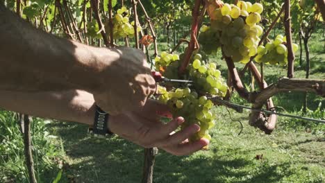 Shot-of-a-two-different-person's-hand-cutting-the-grape-vines-at-a-grape-harvest-and-throwing-into-the-bucket