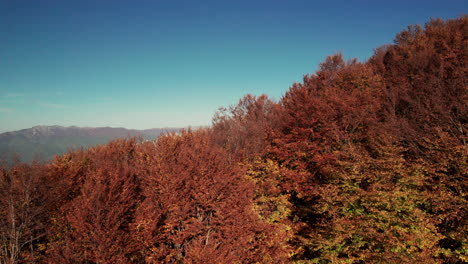 Rising-aerial-shot-of-a-valley-full-of-warm-orange-and-red-trees